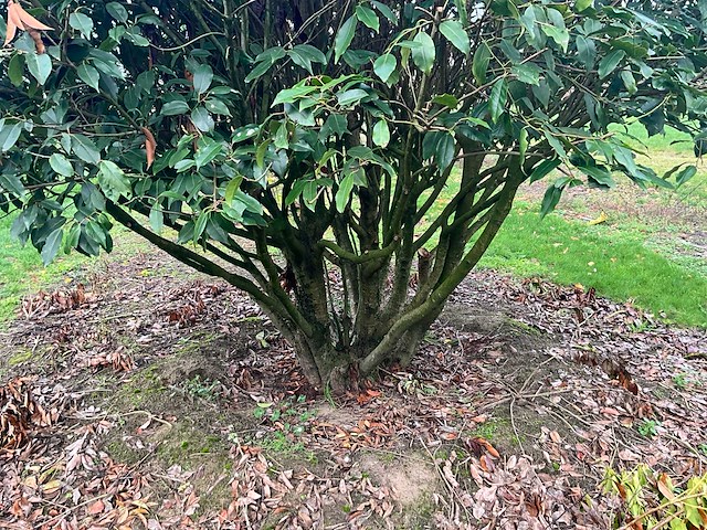 Prunus meerstammig bol (3x) - afbeelding 4 van  8