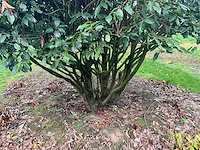 Prunus meerstammig bol (3x) - afbeelding 4 van  8