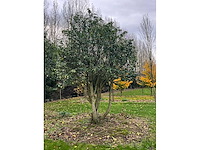 Prunus meerstammig bol (3x) - afbeelding 5 van  8