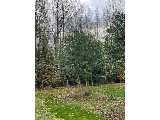 Prunus meerstammig bol (3x) - afbeelding 6 van  8