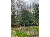 Prunus meerstammig bol (3x) - afbeelding 6 van  8