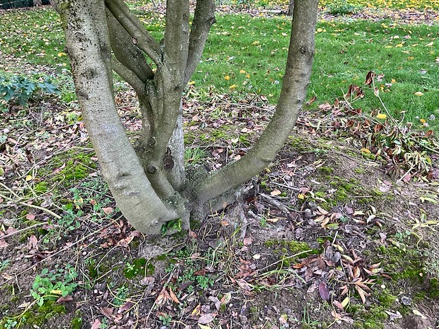 Prunus meerstammig bol (3x) - afbeelding 7 van  8