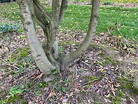 Prunus meerstammig bol (3x) - afbeelding 7 van  8