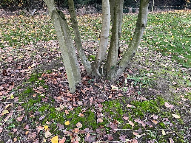 Prunus meerstammig bol (3x) - afbeelding 8 van  8