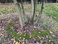 Prunus meerstammig bol (3x) - afbeelding 8 van  8