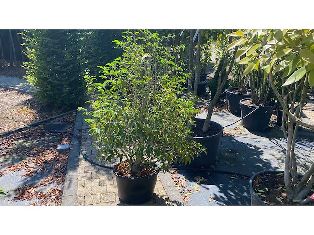 Prunus piramide vaste plant - afbeelding 1 van  1