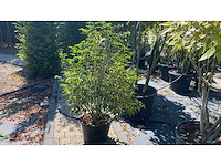 Prunus piramide vaste plant - afbeelding 1 van  1
