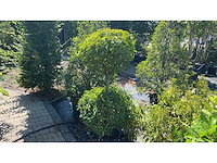 Prunus ponpon vaste plant - afbeelding 1 van  1