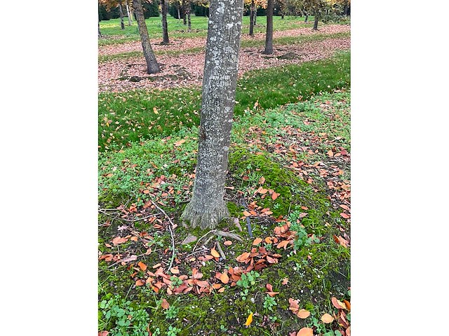 Pyrus / quercus robur / tilia plathyphyllos (20x) - afbeelding 3 van  19