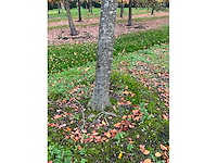 Pyrus / quercus robur / tilia plathyphyllos (20x) - afbeelding 3 van  19
