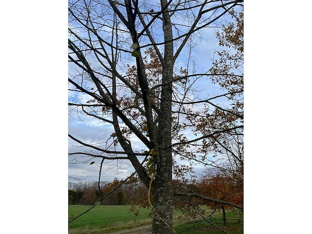 Pyrus / quercus robur / tilia plathyphyllos (20x) - afbeelding 4 van  19