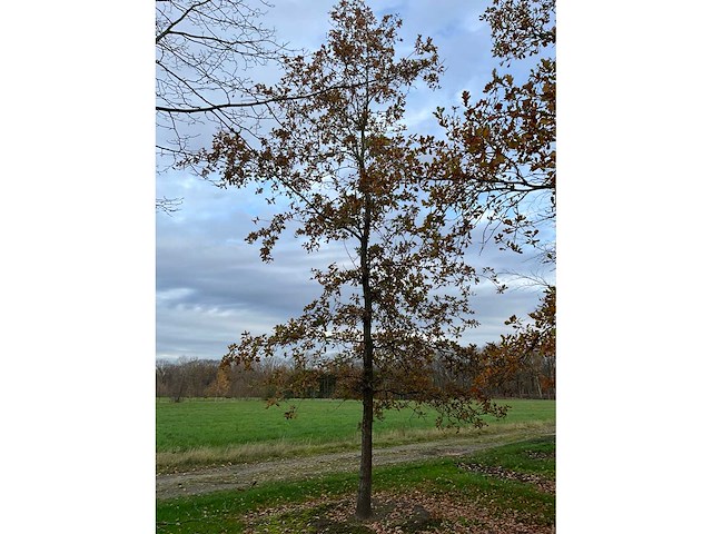 Pyrus / quercus robur / tilia plathyphyllos (20x) - afbeelding 6 van  19