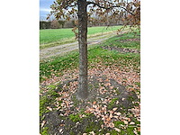 Pyrus / quercus robur / tilia plathyphyllos (20x) - afbeelding 7 van  19