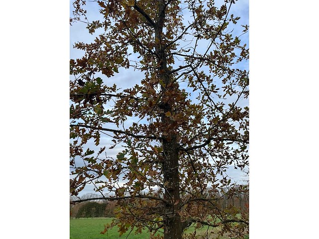 Pyrus / quercus robur / tilia plathyphyllos (20x) - afbeelding 8 van  19