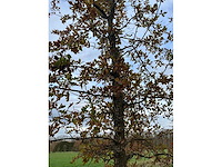 Pyrus / quercus robur / tilia plathyphyllos (20x) - afbeelding 8 van  19