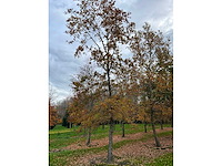 Pyrus / quercus robur / tilia plathyphyllos (20x) - afbeelding 9 van  19