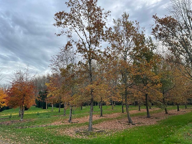 Pyrus / quercus robur / tilia plathyphyllos (20x) - afbeelding 10 van  19