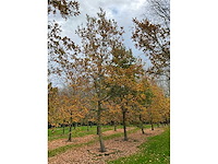 Pyrus / quercus robur / tilia plathyphyllos (20x) - afbeelding 11 van  19