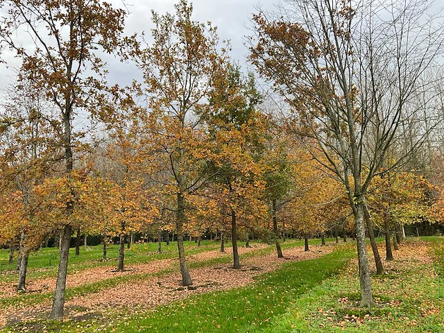 Pyrus / quercus robur / tilia plathyphyllos (20x) - afbeelding 12 van  19