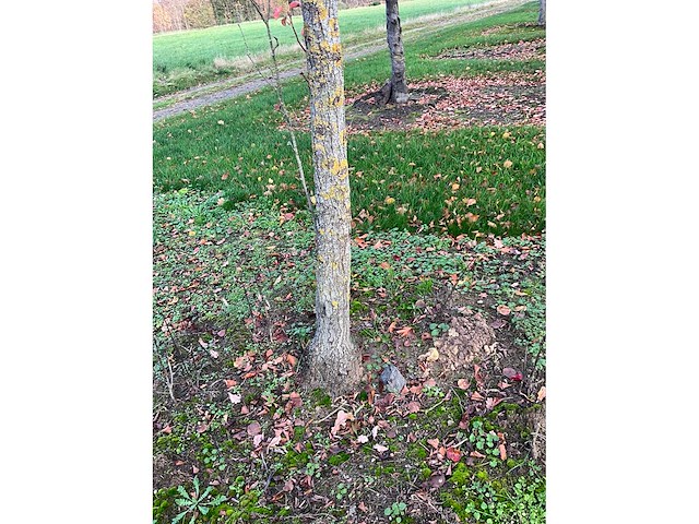 Pyrus / quercus robur / tilia plathyphyllos (20x) - afbeelding 14 van  19