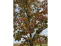 Pyrus / quercus robur / tilia plathyphyllos (20x) - afbeelding 15 van  19