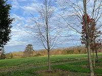 Pyrus / quercus robur / tilia plathyphyllos (20x) - afbeelding 16 van  19