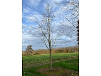 Pyrus / quercus robur / tilia plathyphyllos (20x) - afbeelding 17 van  19