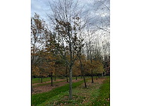 Pyrus / quercus robur / tilia plathyphyllos (20x) - afbeelding 2 van  19