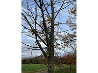 Pyrus / quercus robur / tilia plathyphyllos (20x) - afbeelding 4 van  19