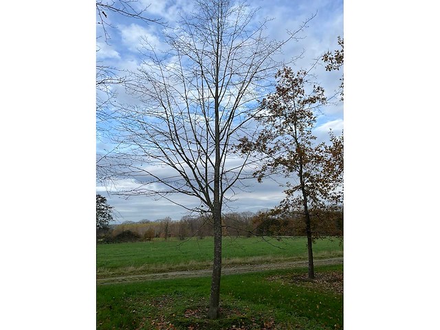 Pyrus / quercus robur / tilia plathyphyllos (20x) - afbeelding 5 van  19