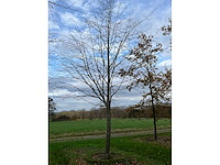 Pyrus / quercus robur / tilia plathyphyllos (20x) - afbeelding 5 van  19