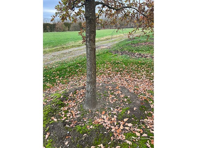 Pyrus / quercus robur / tilia plathyphyllos (20x) - afbeelding 7 van  19