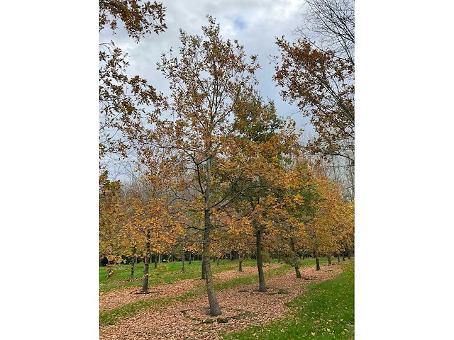 Pyrus / quercus robur / tilia plathyphyllos (20x) - afbeelding 11 van  19