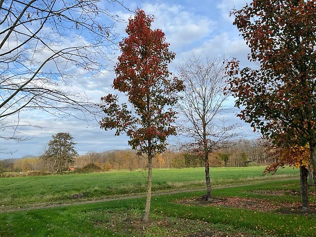 Pyrus / quercus robur / tilia plathyphyllos (20x) - afbeelding 1 van  19