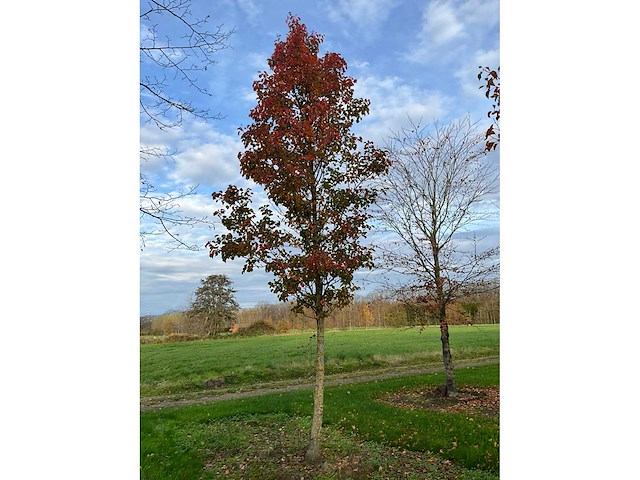 Pyrus / quercus robur / tilia plathyphyllos (20x) - afbeelding 13 van  19