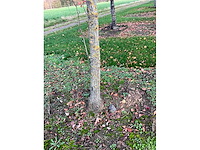 Pyrus / quercus robur / tilia plathyphyllos (20x) - afbeelding 14 van  19