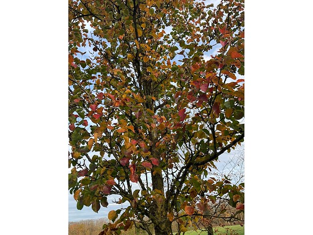 Pyrus / quercus robur / tilia plathyphyllos (20x) - afbeelding 15 van  19