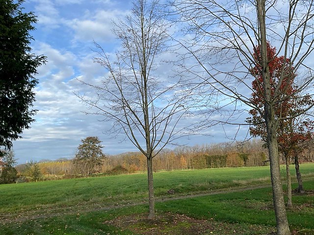 Pyrus / quercus robur / tilia plathyphyllos (20x) - afbeelding 16 van  19