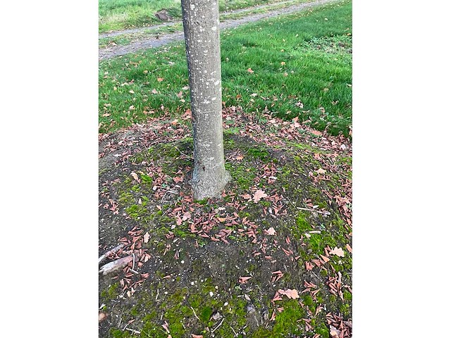 Pyrus / quercus robur / tilia plathyphyllos (20x) - afbeelding 18 van  19