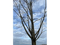 Pyrus / quercus robur / tilia plathyphyllos (20x) - afbeelding 19 van  19