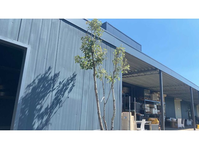 Quercus ilex multistam 250-300 cm vaste plant - afbeelding 1 van  2