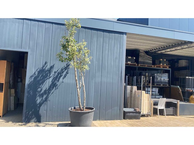 Quercus ilex multistam 250-300 cm vaste plant - afbeelding 2 van  2