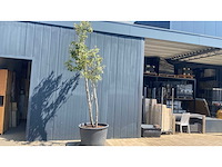 Quercus ilex multistam 250-300 cm vaste plant - afbeelding 2 van  2