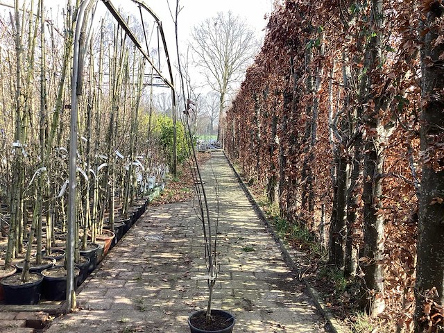 Quercus pallistra (10) - afbeelding 1 van  2