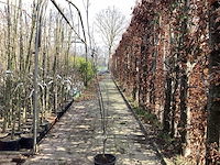 Quercus pallistra (10) - afbeelding 1 van  2