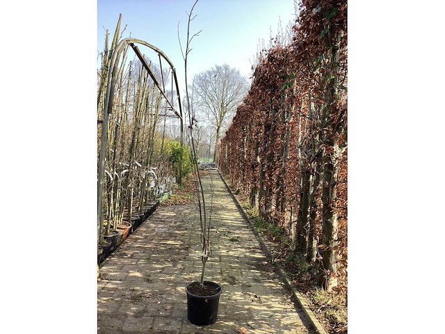 Quercus pallistra (10) - afbeelding 2 van  2