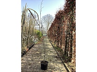 Quercus pallistra (10) - afbeelding 2 van  3