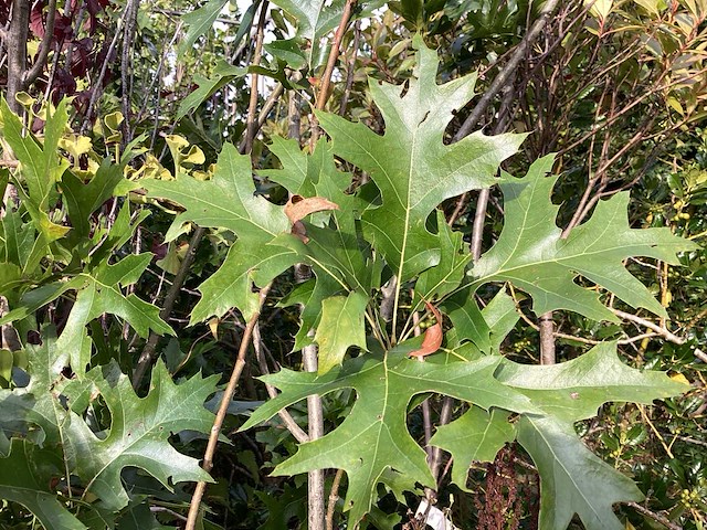 Quercus pallistra (10) - afbeelding 3 van  3