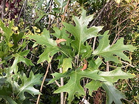 Quercus pallistra (10) - afbeelding 3 van  3