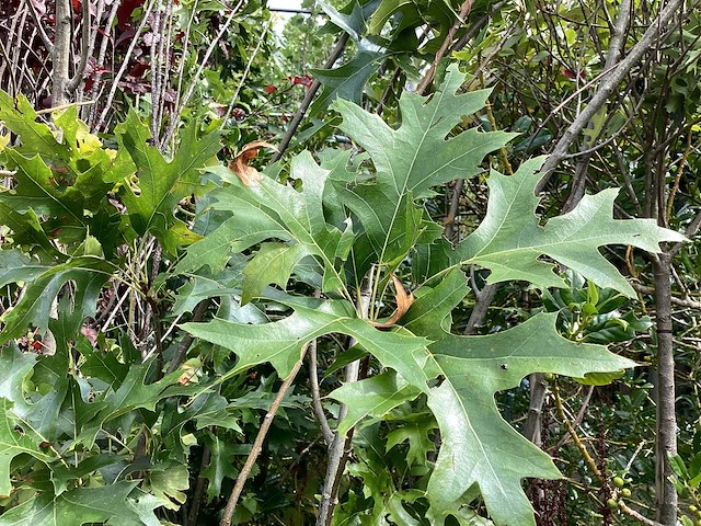 Quercus pallistra (10) - afbeelding 4 van  4
